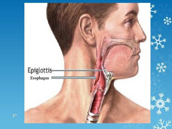 Esophagus 37 Esophagus 37