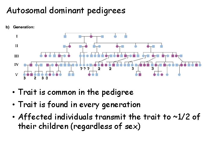 Autosomal dominant pedigrees • Trait is common in the pedigree • Trait is found