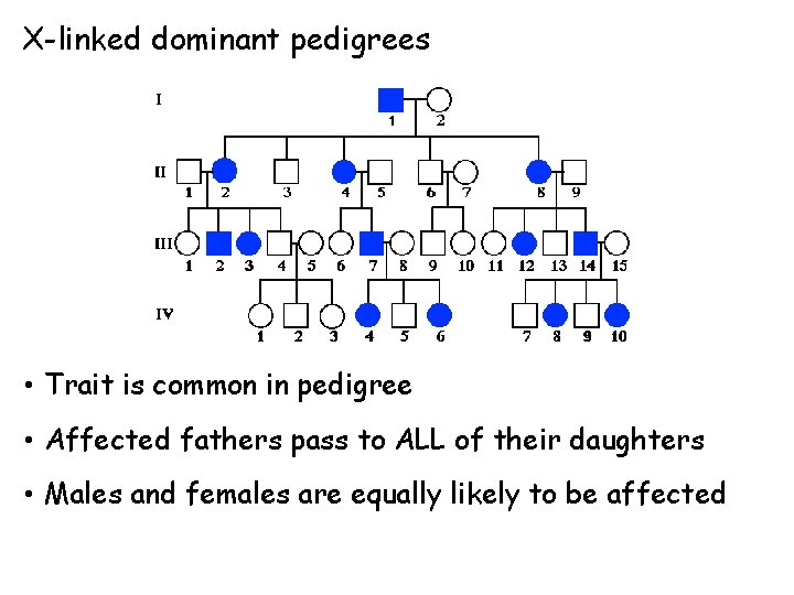 X-linked dominant pedigrees • Trait is common in pedigree • Affected fathers pass to