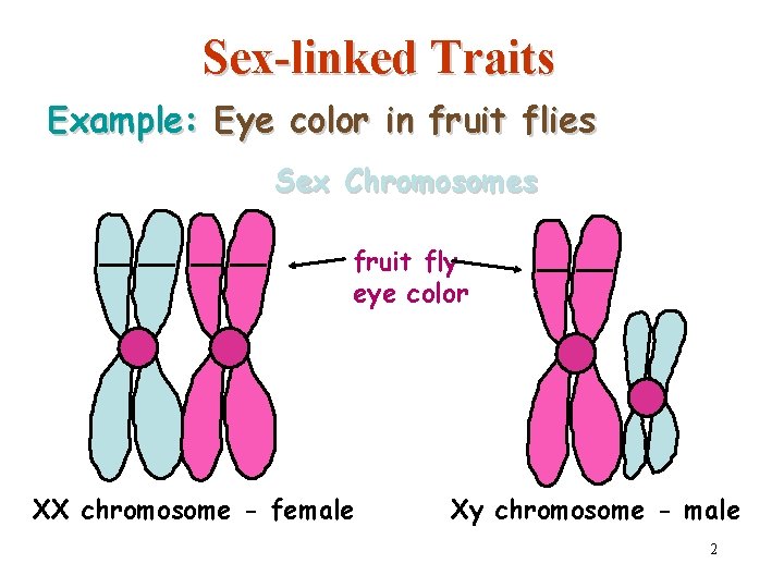 Sex-linked Traits Example: Eye color in fruit flies Sex Chromosomes fruit fly eye color