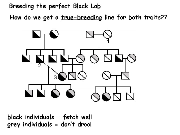 Breeding the perfect Black Lab How do we get a true-breeding line for both