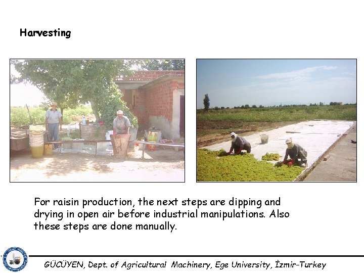 Harvesting For raisin production, the next steps are dipping and drying in open air
