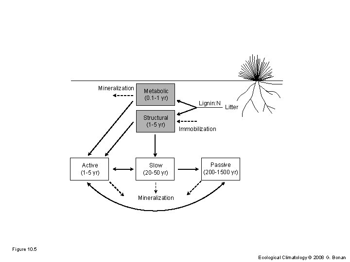 Mineralization Metabolic (0. 1 -1 yr) Structural (1 -5 yr) Active (1 -5 yr)