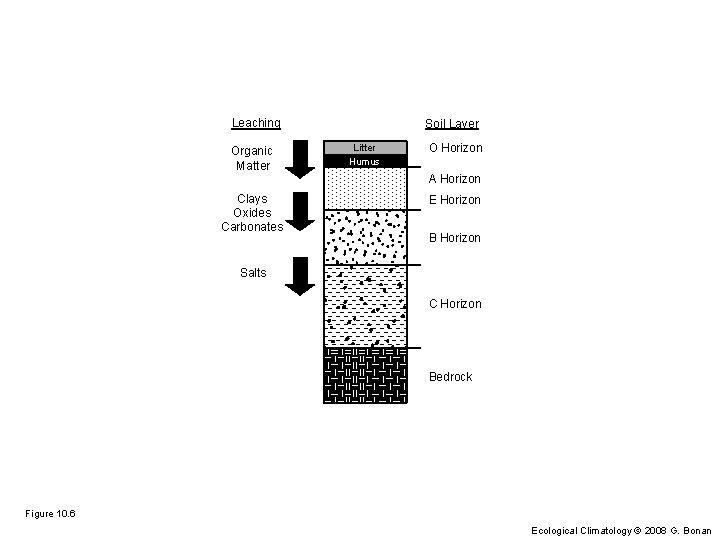 Leaching Organic Matter Clays Oxides Carbonates Soil Layer Litter Humus O Horizon A Horizon