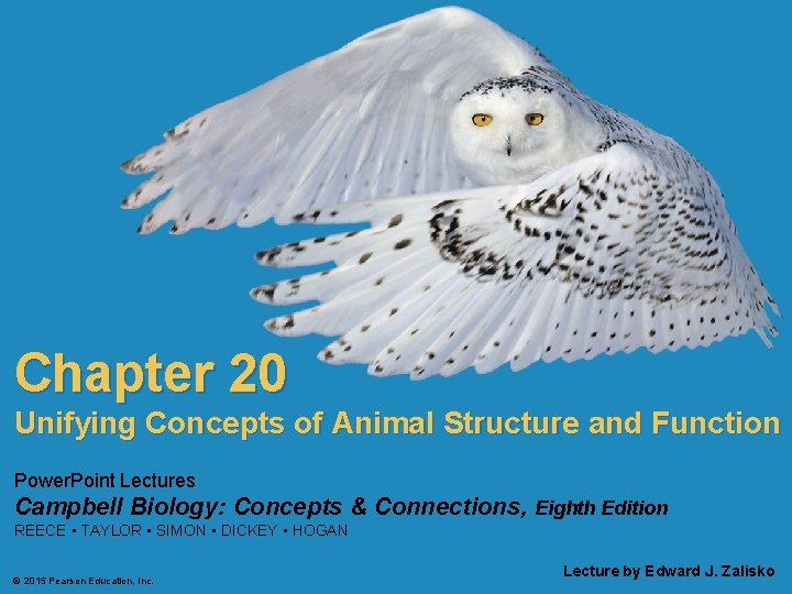 Chapter 20 Unifying Concepts of Animal Structure and Function Power. Point Lectures Campbell Biology: