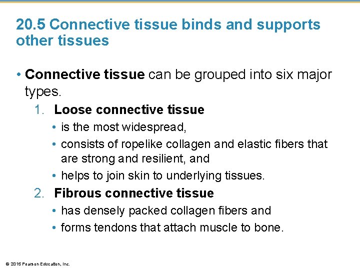 20. 5 Connective tissue binds and supports other tissues • Connective tissue can be