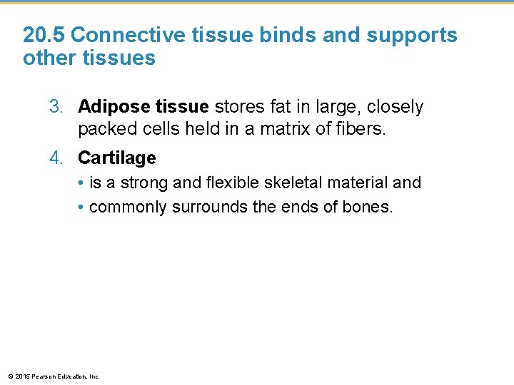 20. 5 Connective tissue binds and supports other tissues 3. Adipose tissue stores fat