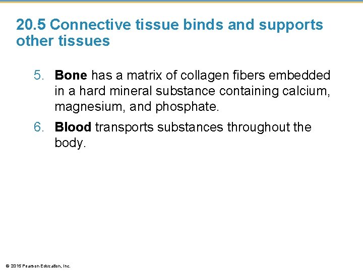 20. 5 Connective tissue binds and supports other tissues 5. Bone has a matrix