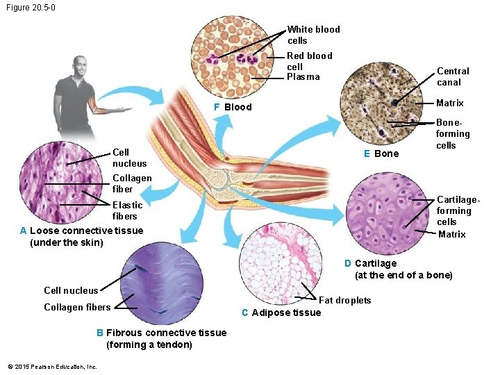 Figure 20. 5 -0 White blood cells Red blood cell Plasma Central canal Matrix