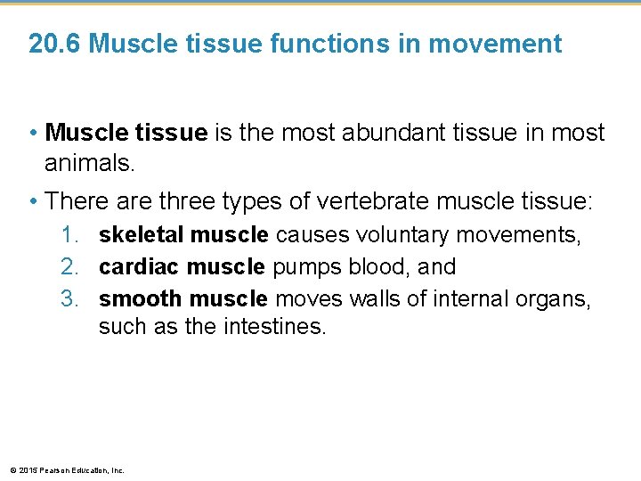 20. 6 Muscle tissue functions in movement • Muscle tissue is the most abundant