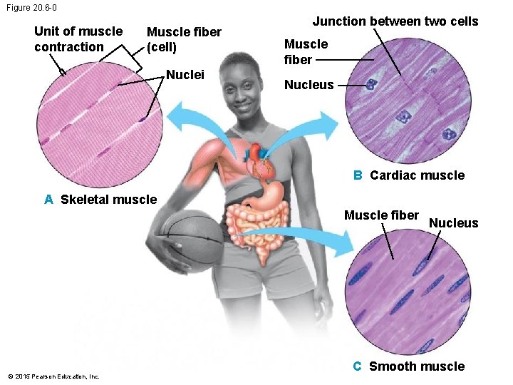 Figure 20. 6 -0 Unit of muscle contraction Muscle fiber (cell) Nuclei Junction between