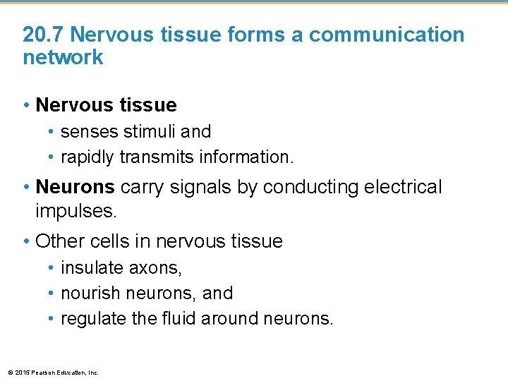 20. 7 Nervous tissue forms a communication network • Nervous tissue • senses stimuli