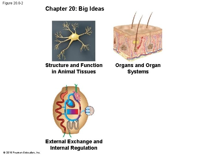 Figure 20. 0 -2 Chapter 20: Big Ideas Structure and Function in Animal Tissues