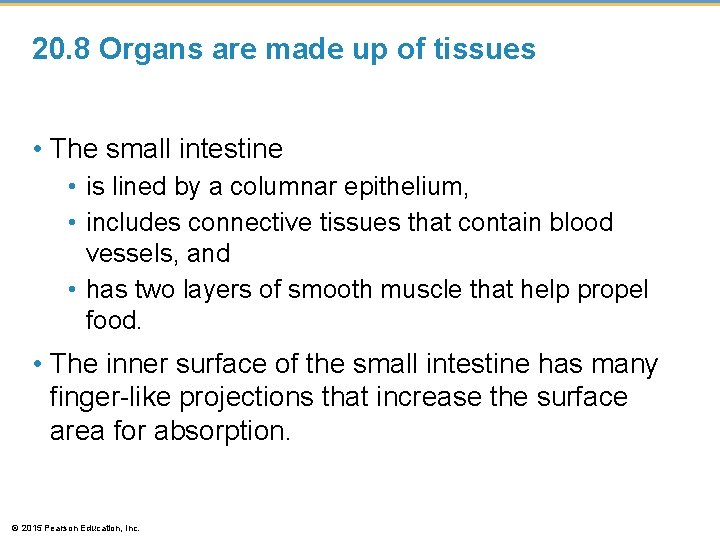 20. 8 Organs are made up of tissues • The small intestine • is