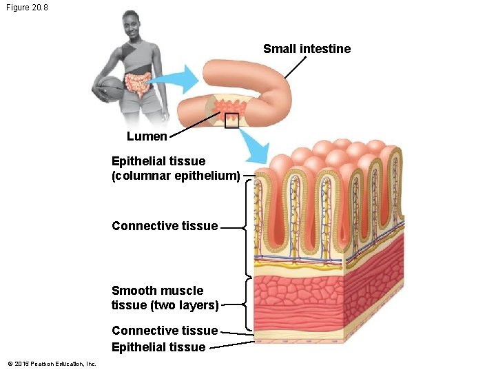 Figure 20. 8 Small intestine Lumen Epithelial tissue (columnar epithelium) Connective tissue Smooth muscle