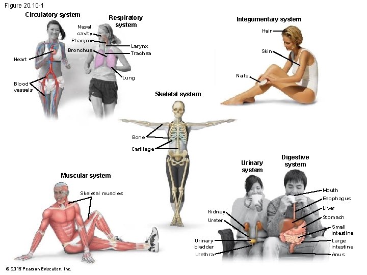 Figure 20. 10 -1 Circulatory system Nasal cavity Pharynx Respiratory system Integumentary system Hair