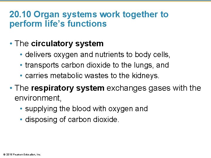 20. 10 Organ systems work together to perform life’s functions • The circulatory system