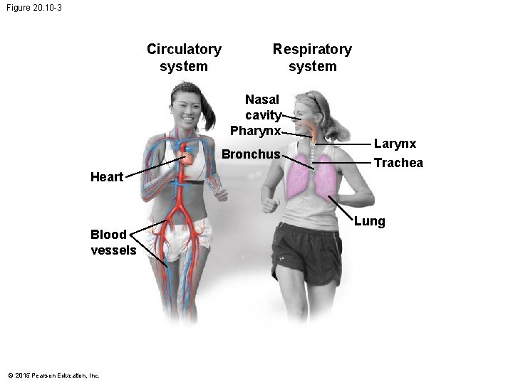 Figure 20. 10 -3 Circulatory system Respiratory system Nasal cavity Pharynx Bronchus Heart Blood