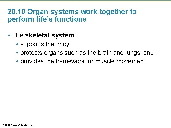 20. 10 Organ systems work together to perform life’s functions • The skeletal system