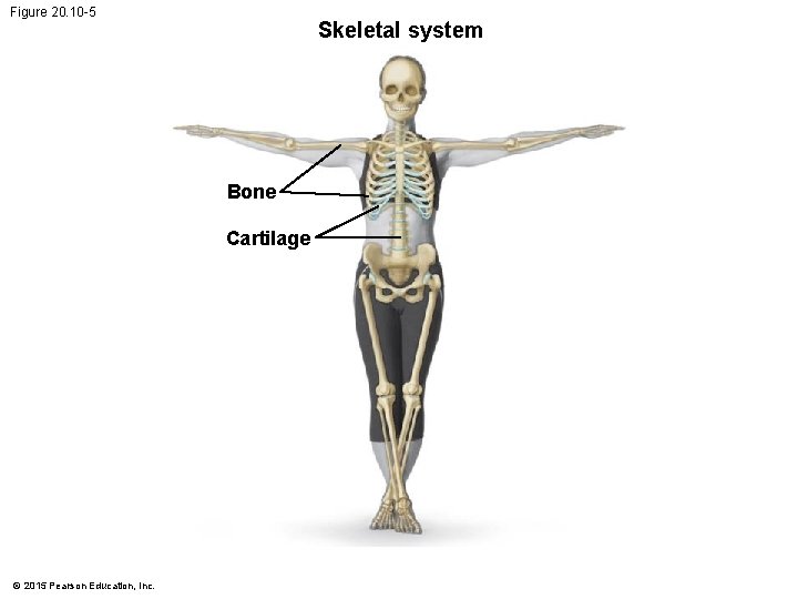 Figure 20. 10 -5 Skeletal system Bone Cartilage © 2015 Pearson Education, Inc. 