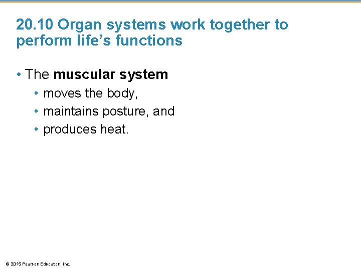 20. 10 Organ systems work together to perform life’s functions • The muscular system