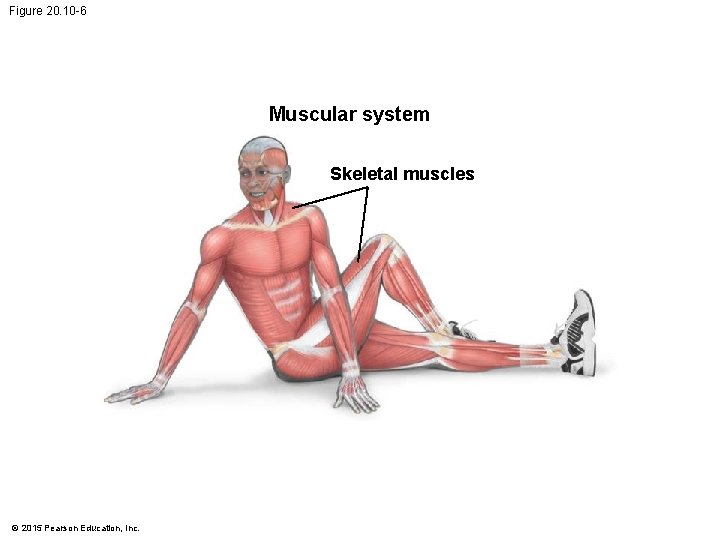 Figure 20. 10 -6 Muscular system Skeletal muscles © 2015 Pearson Education, Inc. 