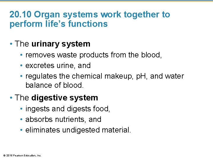 20. 10 Organ systems work together to perform life’s functions • The urinary system