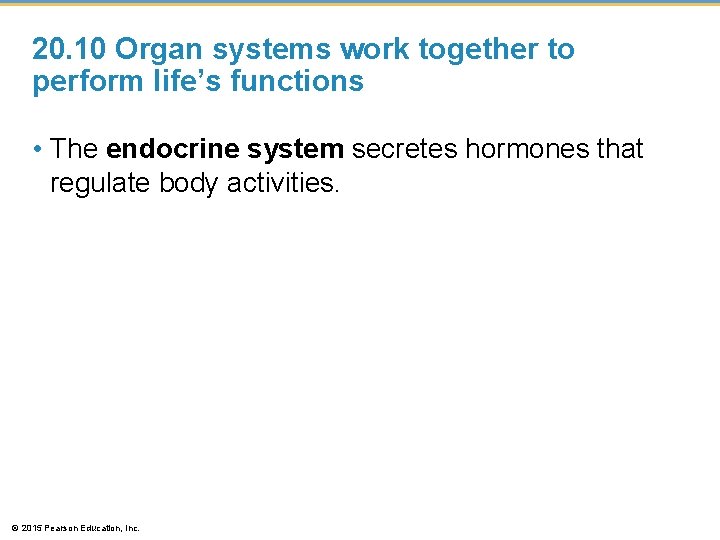 20. 10 Organ systems work together to perform life’s functions • The endocrine system