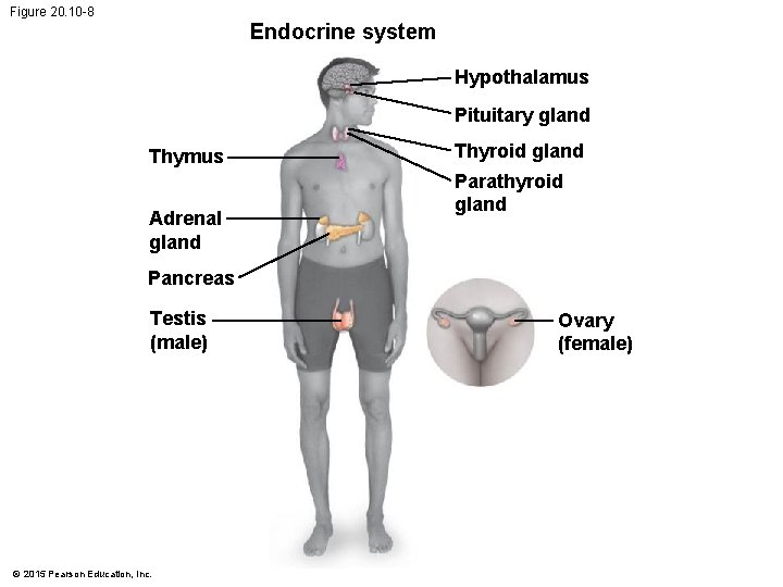 Figure 20. 10 -8 Endocrine system Hypothalamus Pituitary gland Thymus Adrenal gland Thyroid gland