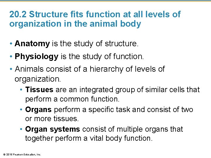 20. 2 Structure fits function at all levels of organization in the animal body