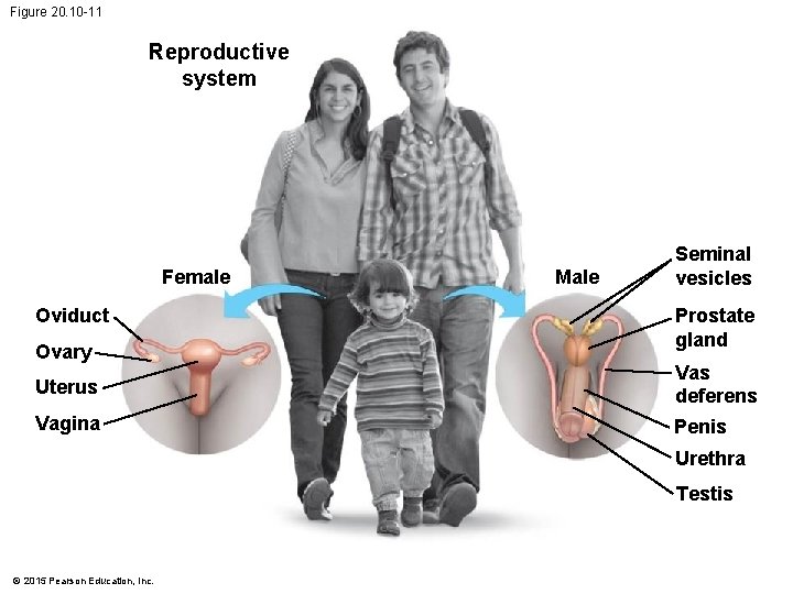 Figure 20. 10 -11 Reproductive system Female Oviduct Ovary Male Seminal vesicles Prostate gland