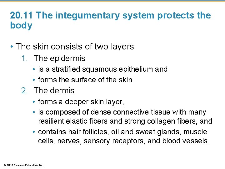 20. 11 The integumentary system protects the body • The skin consists of two