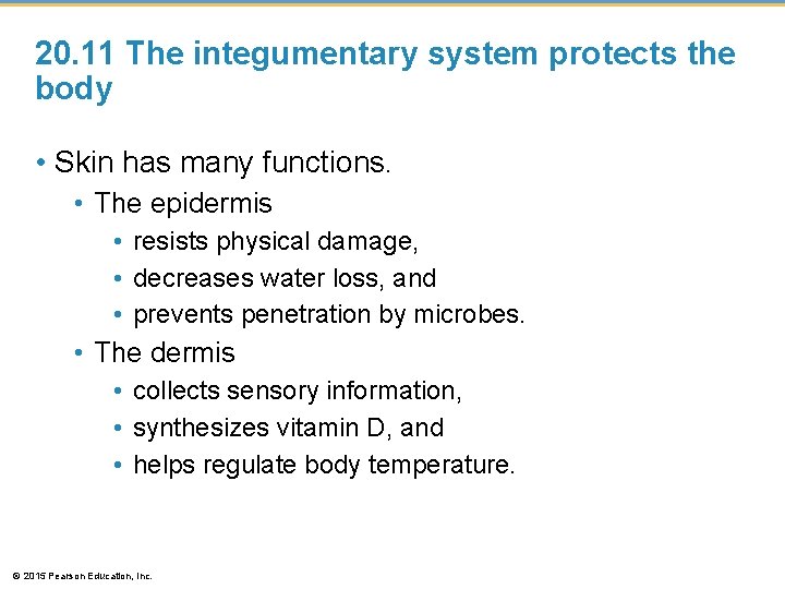 20. 11 The integumentary system protects the body • Skin has many functions. •