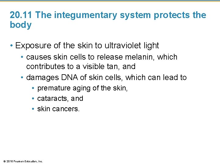 20. 11 The integumentary system protects the body • Exposure of the skin to
