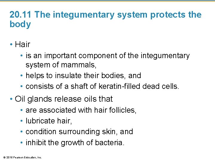 20. 11 The integumentary system protects the body • Hair • is an important