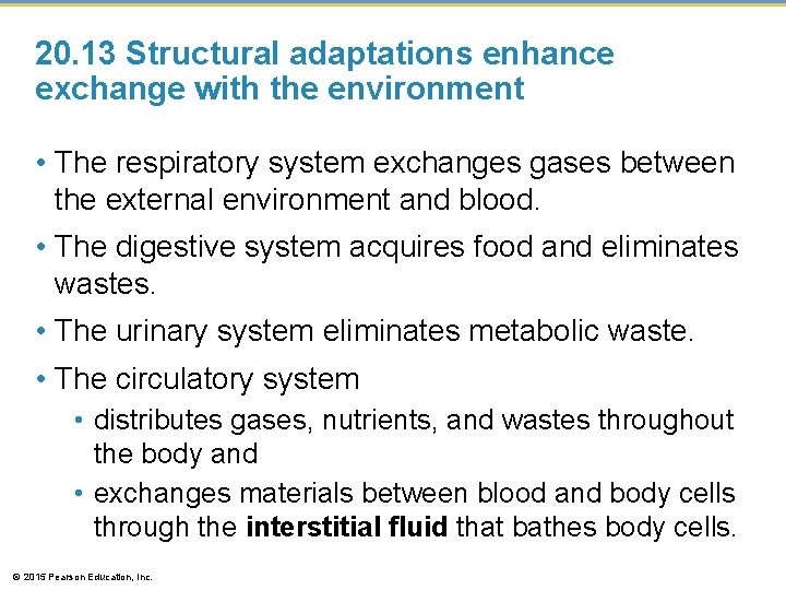 20. 13 Structural adaptations enhance exchange with the environment • The respiratory system exchanges