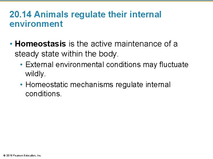 20. 14 Animals regulate their internal environment • Homeostasis is the active maintenance of