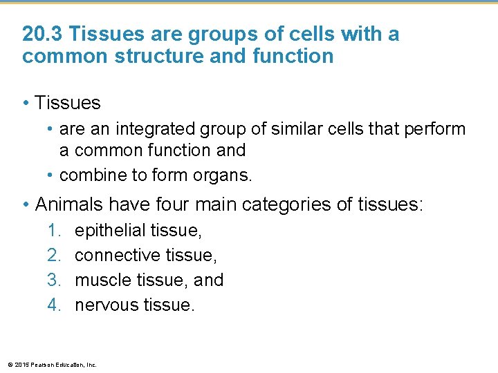 20. 3 Tissues are groups of cells with a common structure and function •