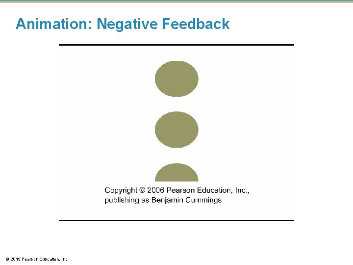 Animation: Negative Feedback © 2015 Pearson Education, Inc. 
