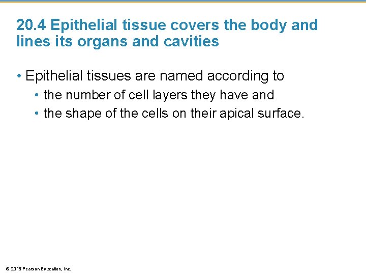 20. 4 Epithelial tissue covers the body and lines its organs and cavities •