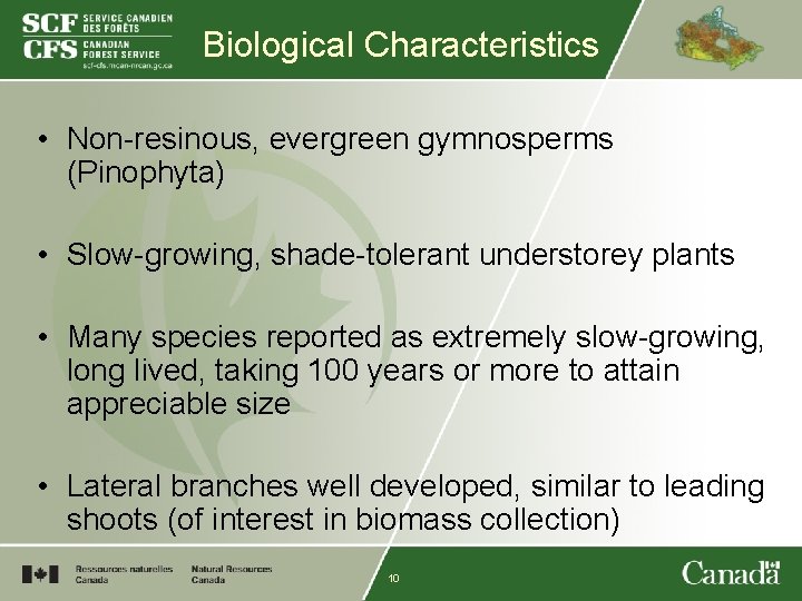 Biological Characteristics • Non-resinous, evergreen gymnosperms (Pinophyta) • Slow-growing, shade-tolerant understorey plants • Many
