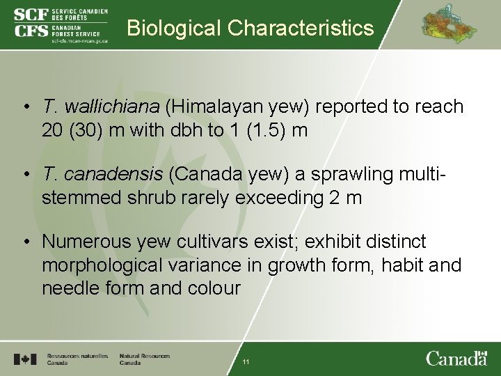 Biological Characteristics • T. wallichiana (Himalayan yew) reported to reach 20 (30) m with