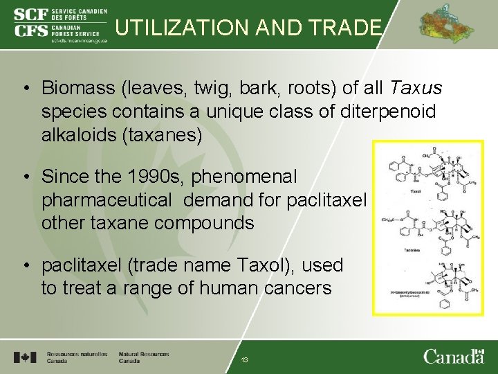 UTILIZATION AND TRADE • Biomass (leaves, twig, bark, roots) of all Taxus species contains