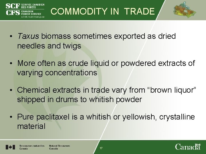 COMMODITY IN TRADE • Taxus biomass sometimes exported as dried needles and twigs •