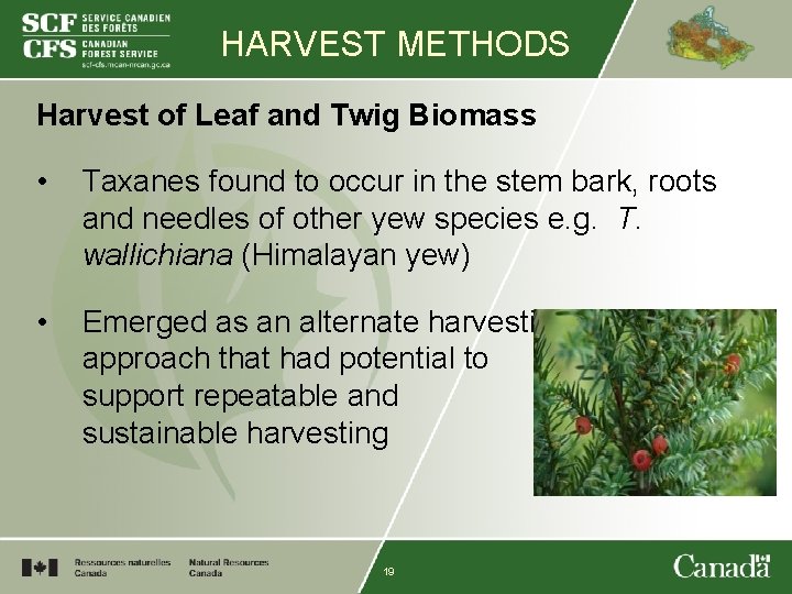HARVEST METHODS Harvest of Leaf and Twig Biomass • Taxanes found to occur in