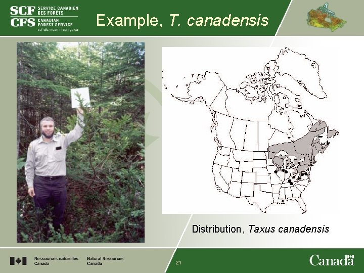 Example, T. canadensis Distribution, Taxus canadensis 21 