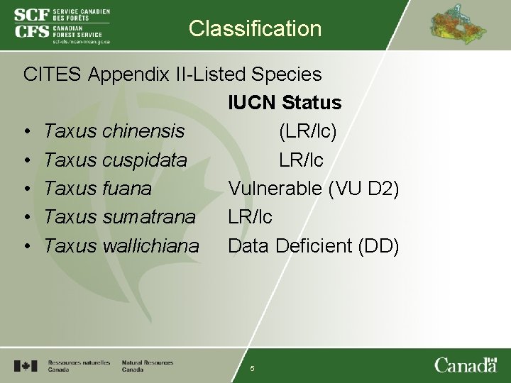 Classification CITES Appendix II-Listed Species IUCN Status • Taxus chinensis (LR/lc) • Taxus cuspidata