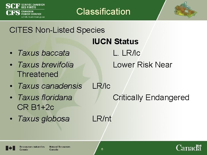 Classification CITES Non-Listed Species IUCN Status • Taxus baccata L. LR/lc • Taxus brevifolia
