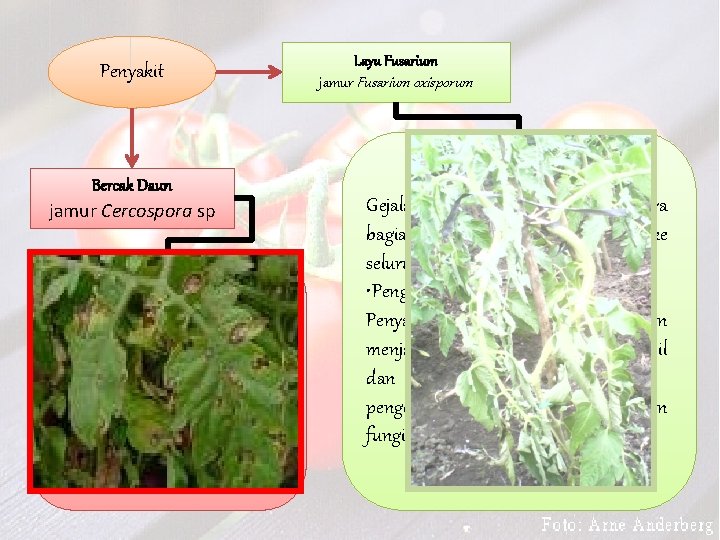 Penyakit Bercak Daun jamur Cercospora sp Menyerang daun, batang dan tangkai buah. Gejala serangannya