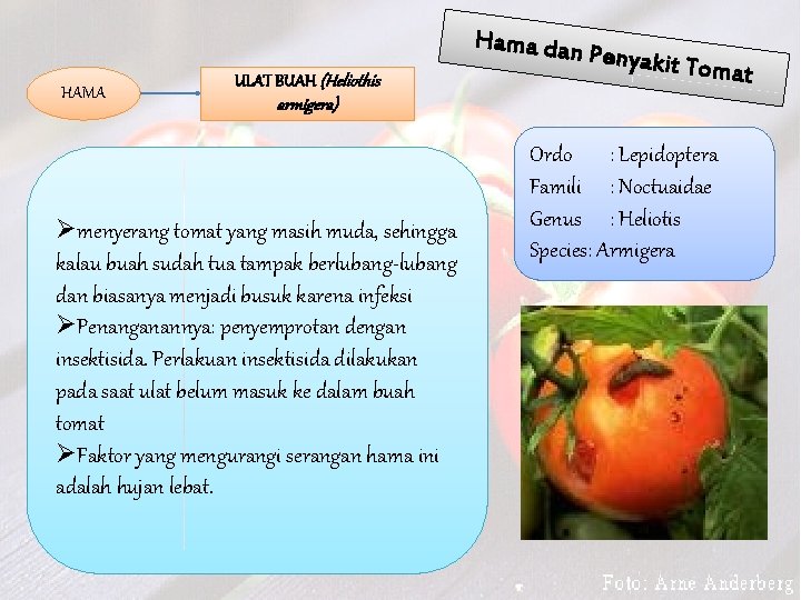 Hama dan HAMA ULAT BUAH (Heliothis Penyakit T omat armigera) Ømenyerang tomat yang masih